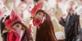 Website header-ISA Brown Parent stock PS 09