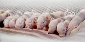 Magnus x Libra Cross Pigs in Farrowing