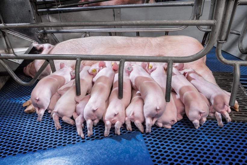 Innovative technology to select for optimal farrowing characteristics