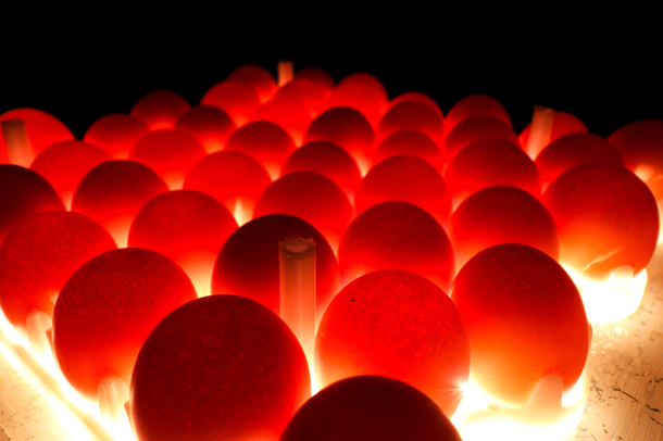 Website header-candling eggs