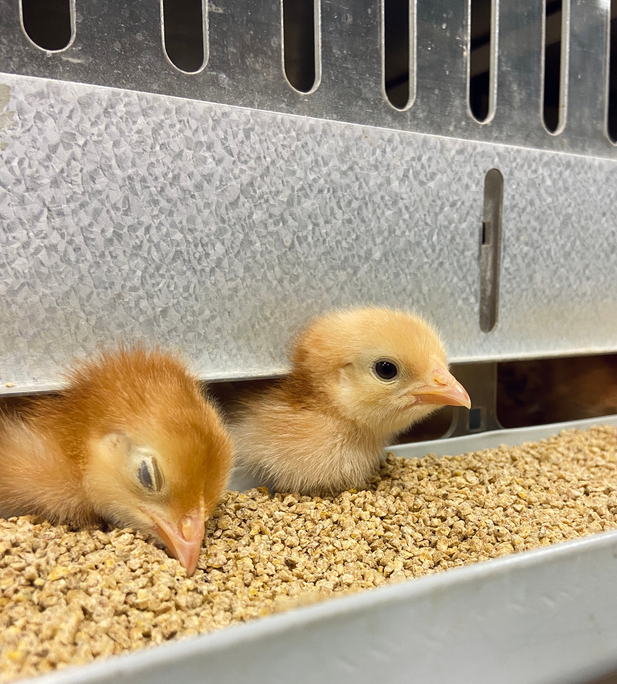 Un grand pas en avant : Le nouveau site Pedigree de Hendrix Genetics accueille ses premiers animaux