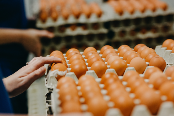 Website header-hatchery UK Joice and Hill