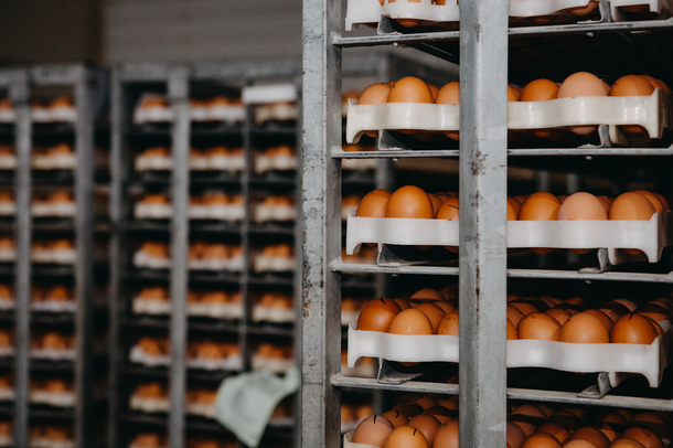 Website header-hatchery UK Joice and Hill