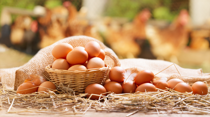 La composition en nutriments des œufs de poules pondeuses blanches et brunes : Y a-t-il une différence ?