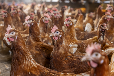 L'étouffement chez la poule pondeuse