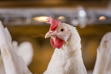 La plus grosse masse d’œuf sur le marché : notre nouvelle poule ISA White