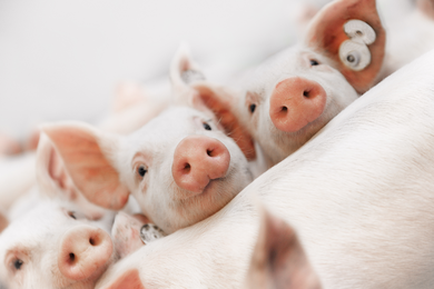 Website images-Piglets facing towards camera edited