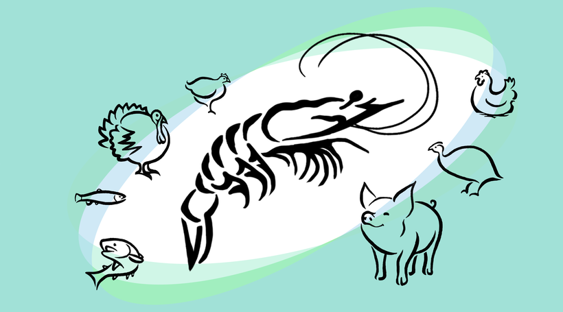 Advancing shrimp breeding to meet the growing demand