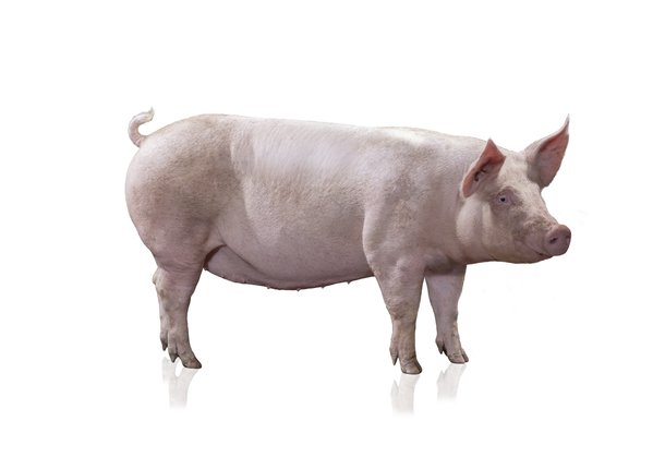 Yorkshire zeug Hendrix Genetics Swine 3884