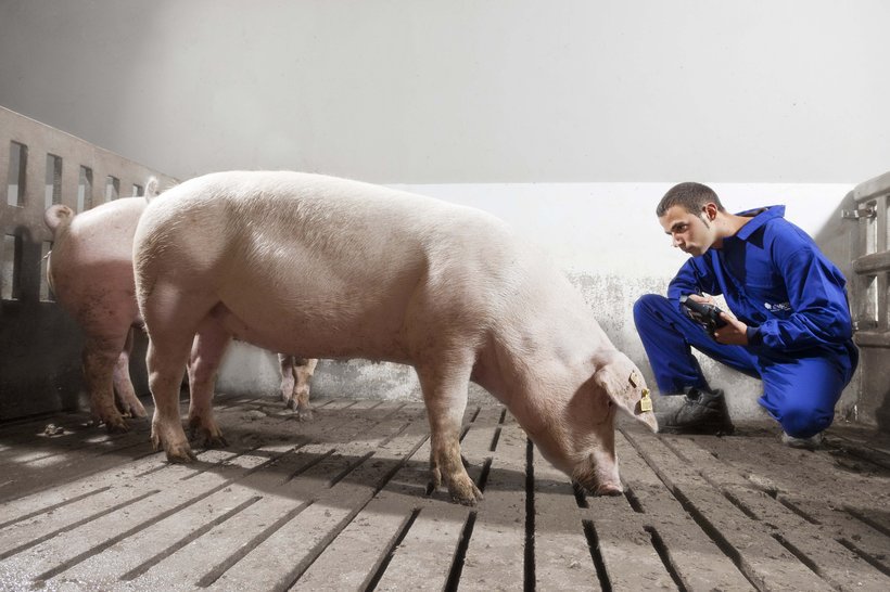 Lateinamerikanische Märkte für Schweinefleisch heizen sich auf