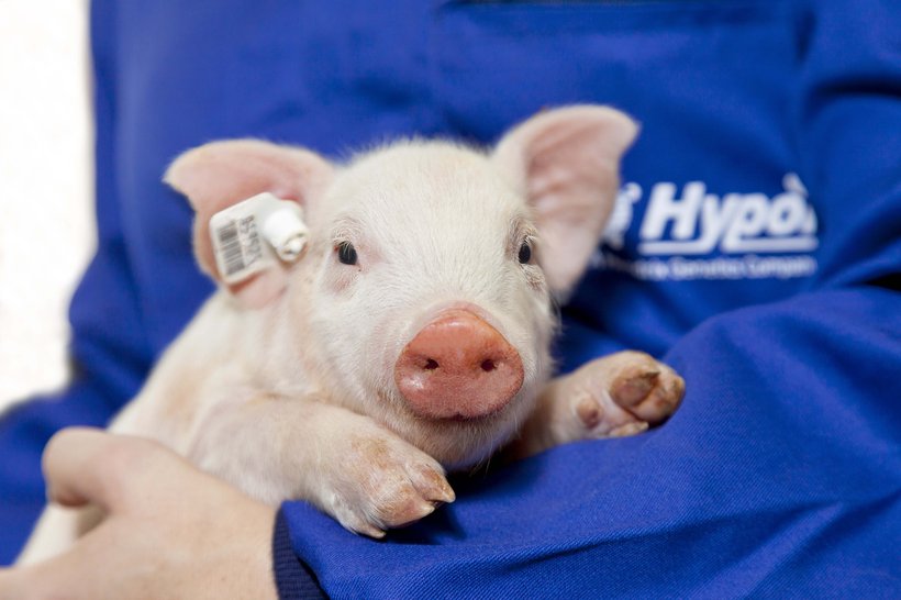 Hypor employee holding piglet