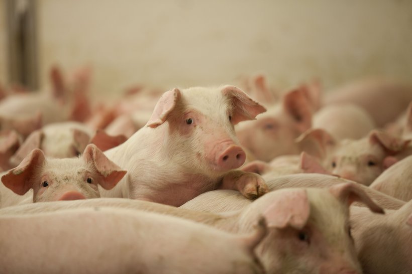 Schweine von Hendrix Genetics erobern Mittel- und Südamerika