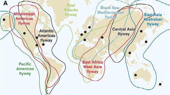 avian influenza route.jpg