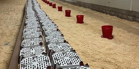 chick placement banner