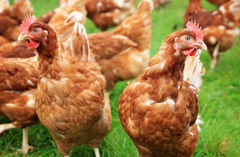 Bovans Brown Achieves the Highest Egg Income in NCSU Performance Tests