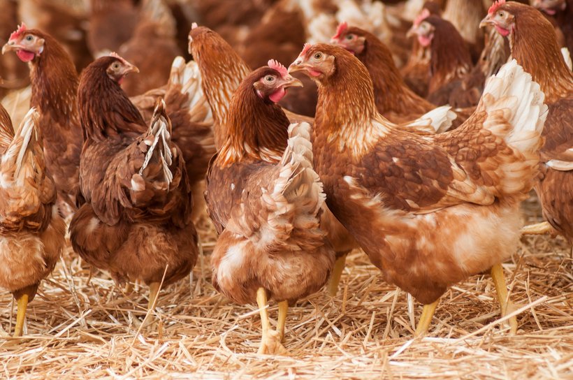 Necrotic enteritis in laying hens