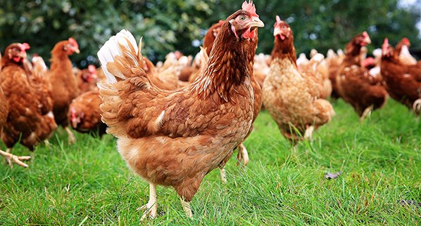 Chicken stress using neuroscience to improve the health and welfare of laying hens