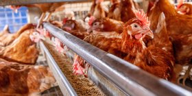 Bruine Kippen Hellouw 2064