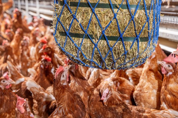 Bruine Kippen Hellouw 1751