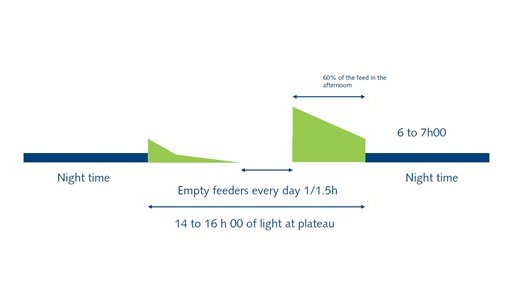 Feed chart