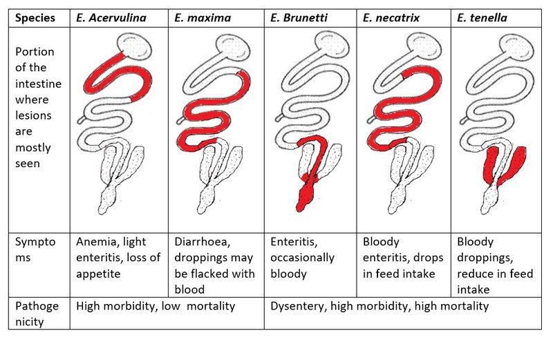 Coccidia