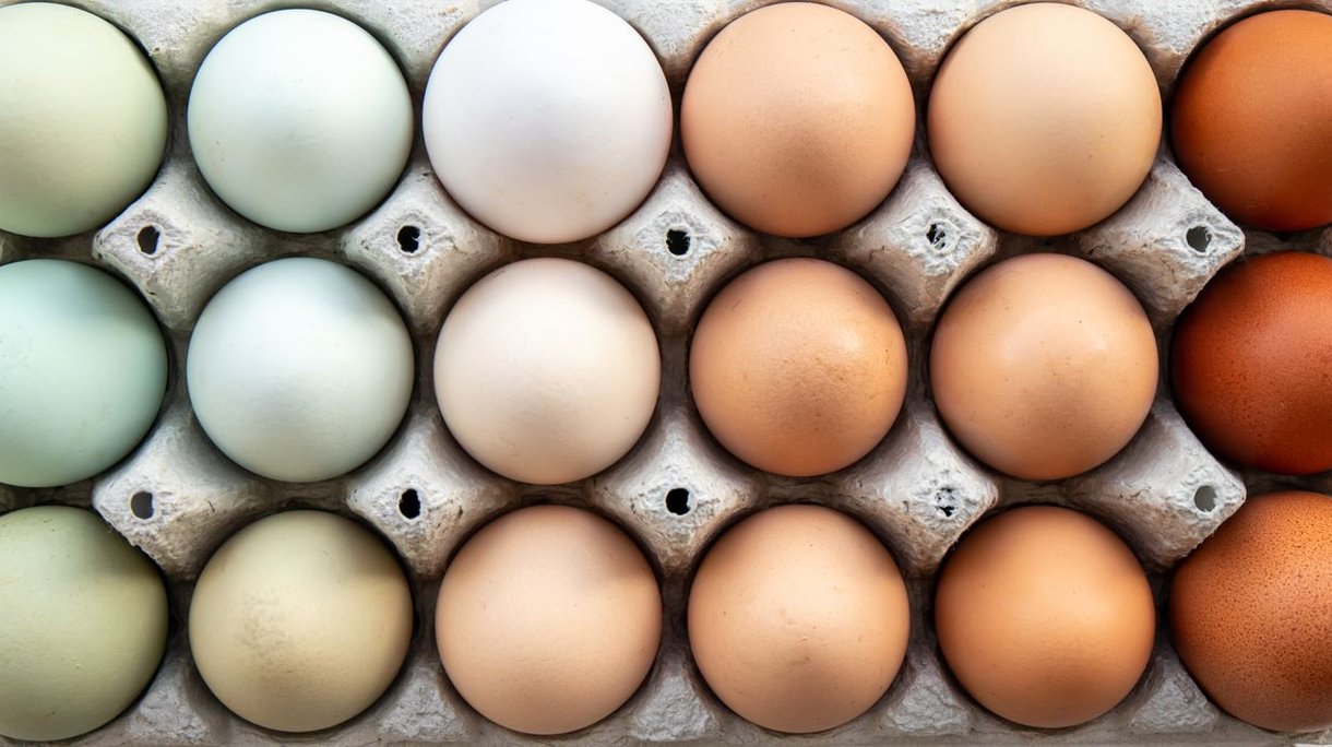 White Leghorn Egg Color