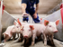 danish-pigs-genetics