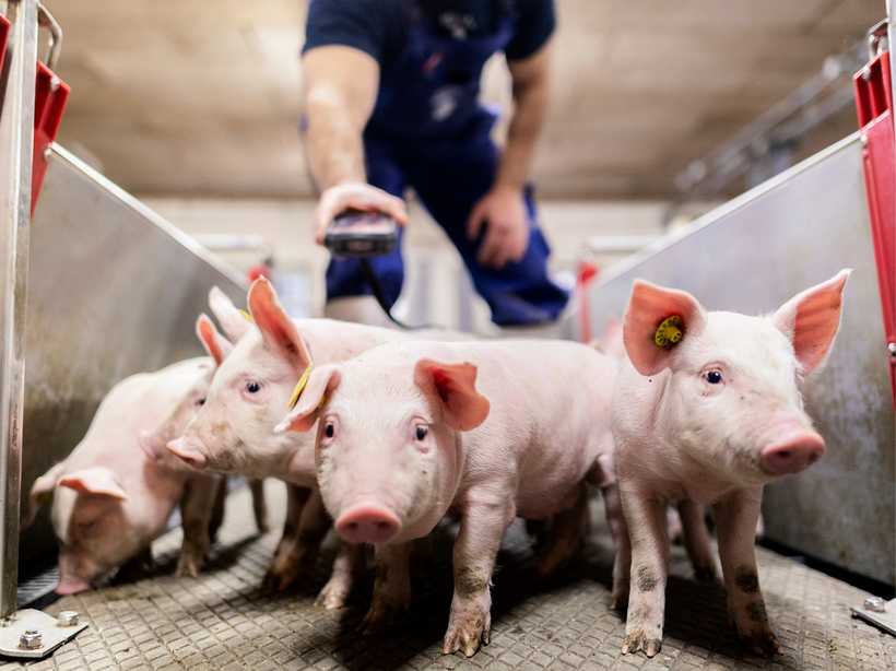 The race toward the perfect balance