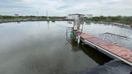 Combitrack Is Breeding Dutch Shrimp in Vietnam