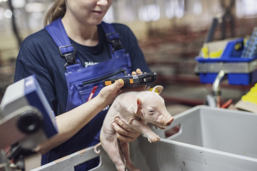 Hendrix Genetics Swine Breeding Goals Turn Survival Into Real Efficiency