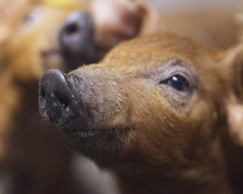 Beyond “Extreme Breeding”: The Future of Danish Pig Production Is Already Here