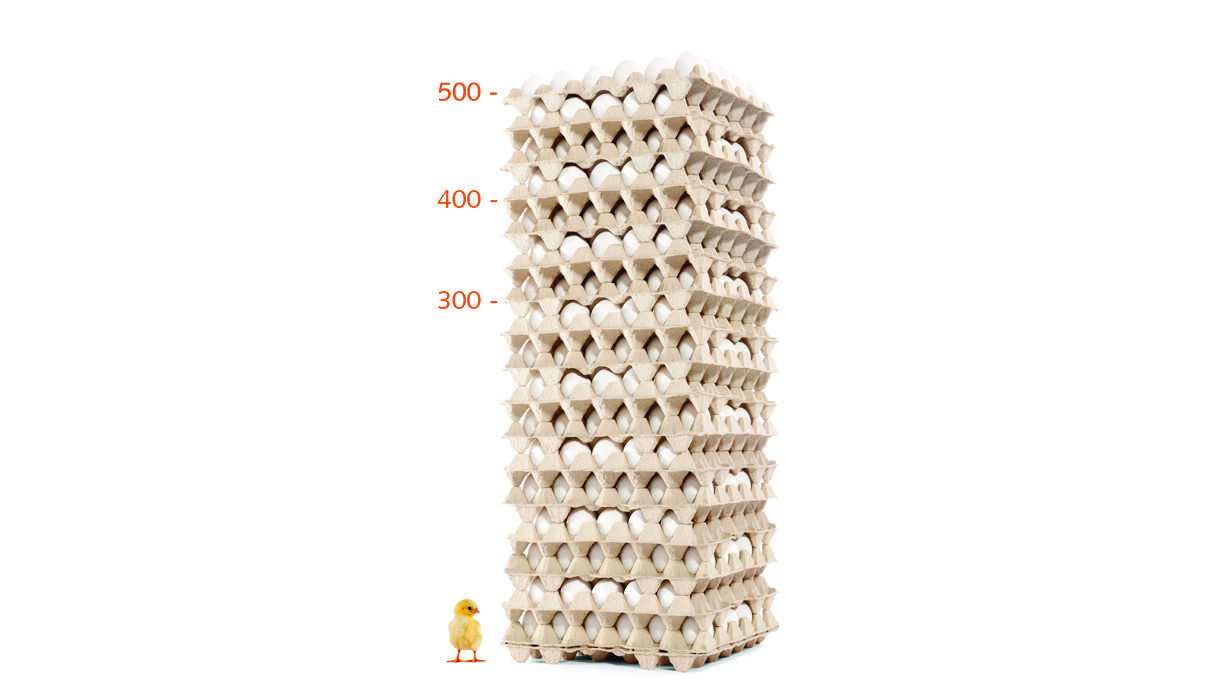 dekalb egg tower white and chicken layers