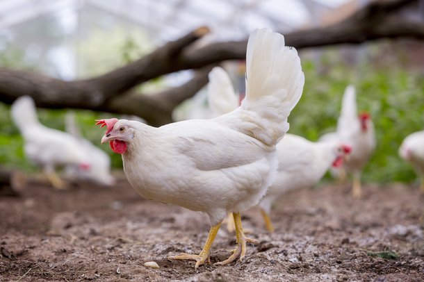 Dekalb White cs aviary chickens layers