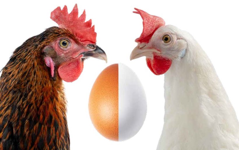 What does the earlobe tell you about egg shell color?