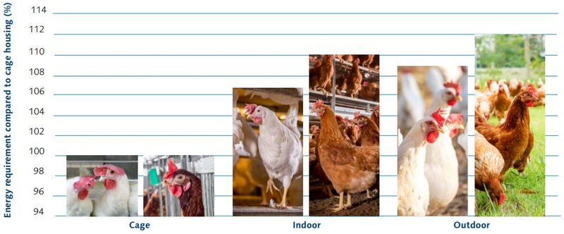 effect of housing system on nutrition.JPG