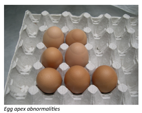 egg apex