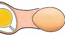 egg form uterus.jpg