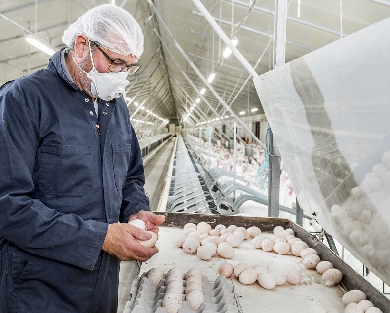 egg production turkey breeder