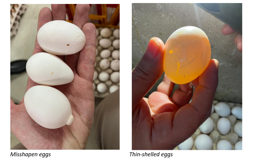 egg shape