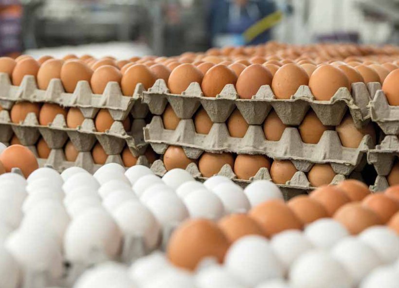 The environmental impact of the production of white and brown eggs