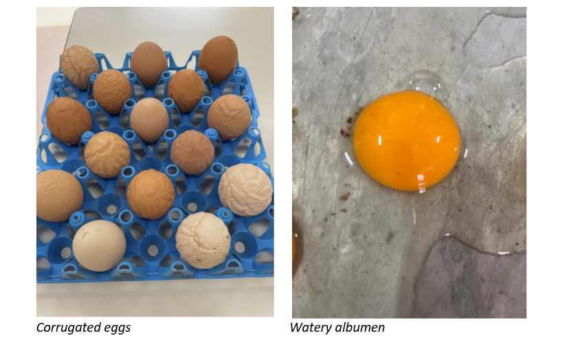 eggs pics