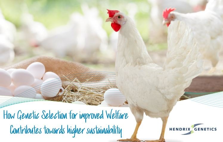 Selecting for improved animal welfare contributes to more sustainable production of eggs