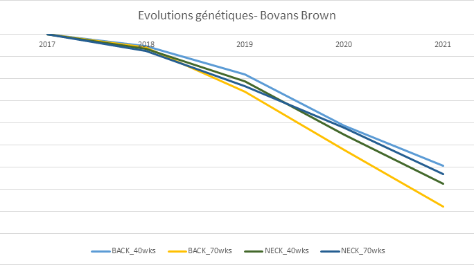 Evolutions génétiques Bovans Brown.png