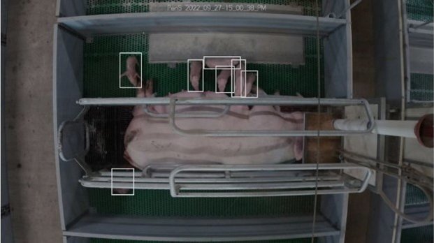 farrowing image 1