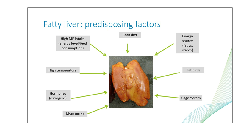 fatty liver factors