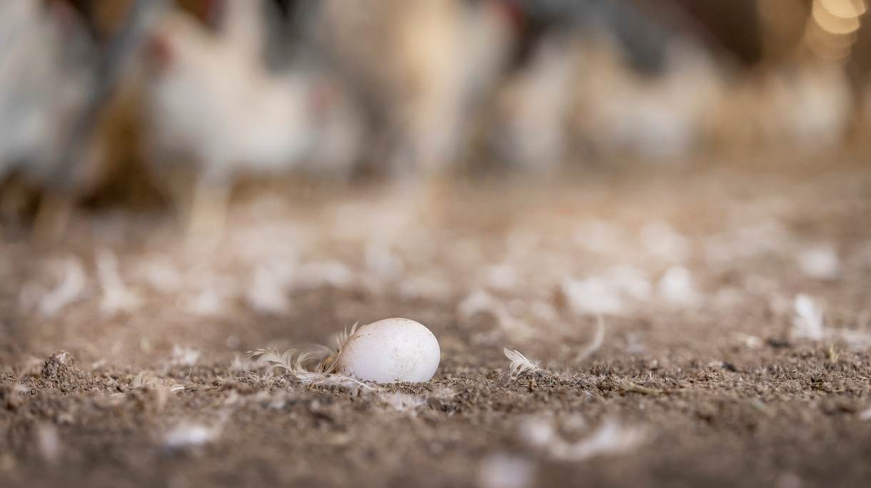 floor eggs white 11