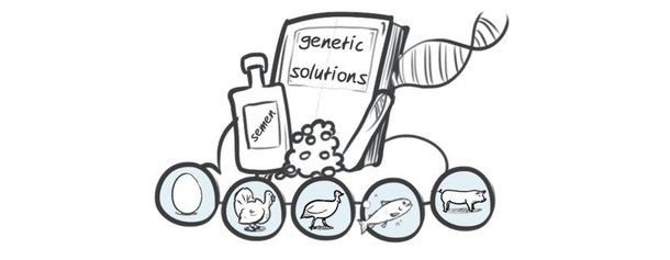 Hypor drawing genetic solutions