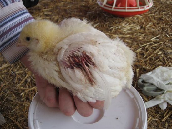 Chicken Anemia Virus (CAV) in Laying hens