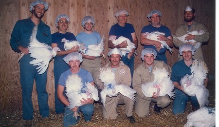 hybrid turkeys workers 1980's