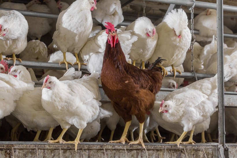 The Move to Cage Free Environments and its Impact on Hen Bone Integrity